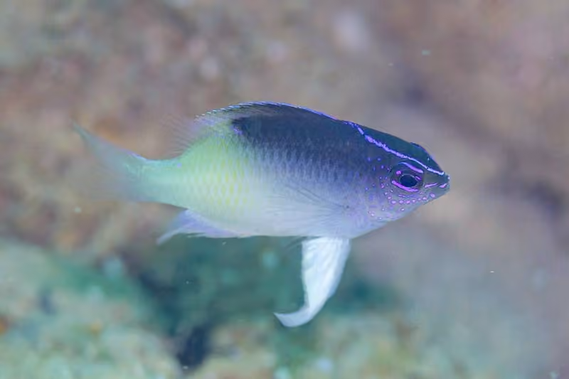 Dokumentasi Chrysiptera rollandi