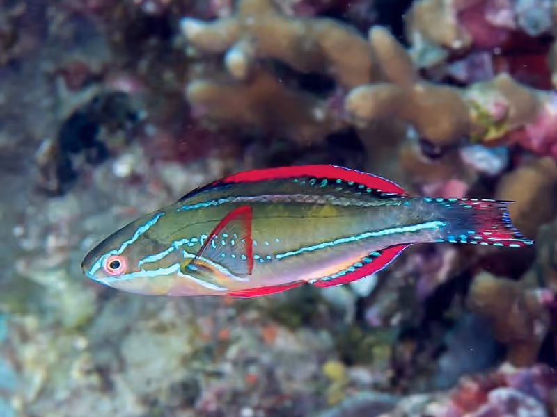 Dokumentasi Cirrhilabrus exquisitus