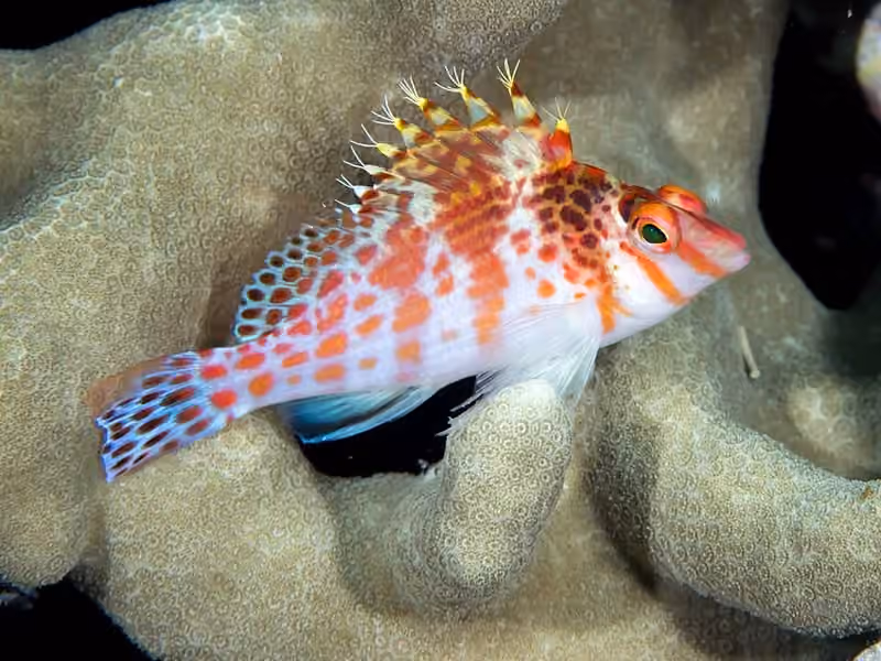 Dokumentasi Cirrhitichthys falco