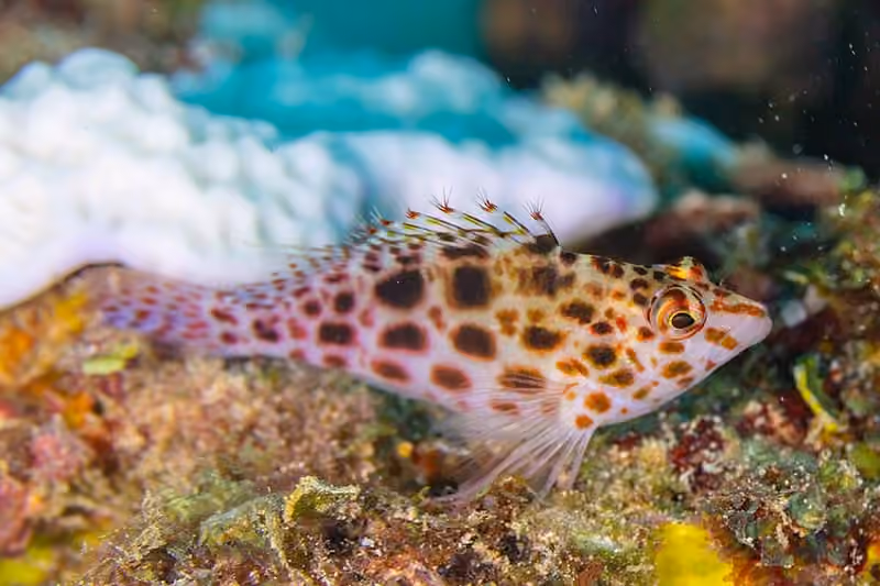 Dokumentasi Cirrhitichthys oxycephalus