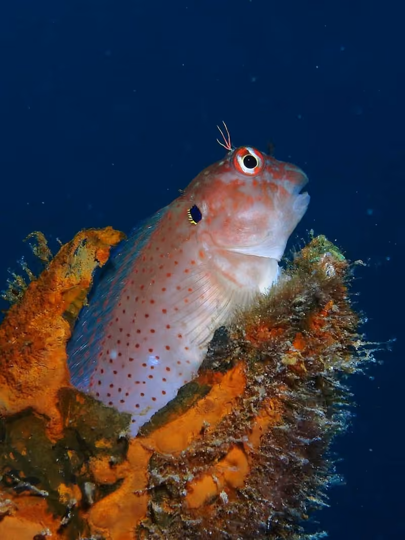 Dokumentasi Cirripectes auritus