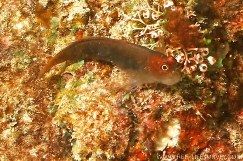 Dokumentasi Cirripectes filamentosus