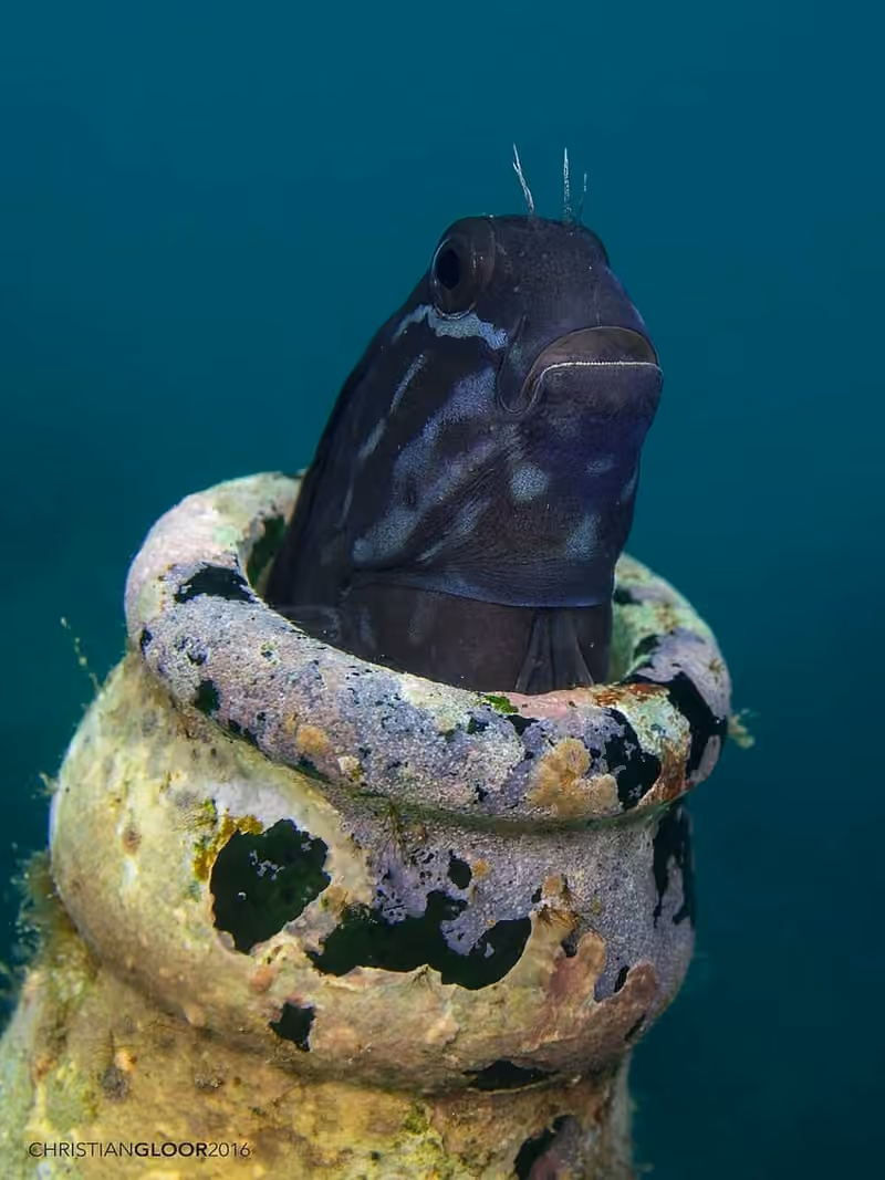 Dokumentasi Cirripectes polyzona