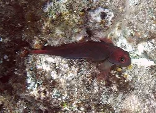 Dokumentasi Cirripectes vanderbilti