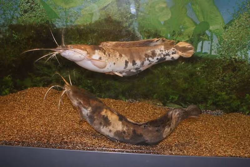 Dokumentasi Clarias angolensis