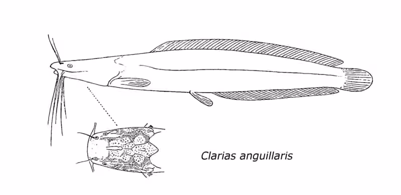 Lembar ilustrasi dokumenter Clarias anguillaris dengan beberapa gambar dan detail.