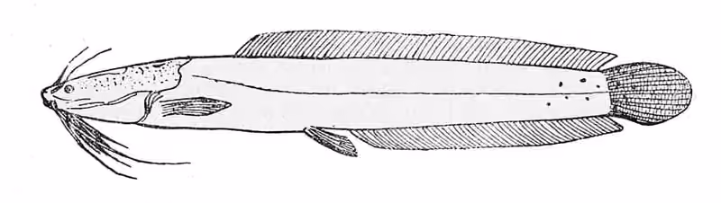 Ilustrasi dokumenter Clarias camerunensis.