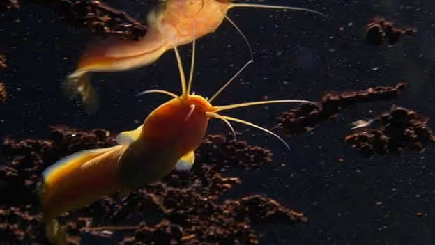 Dokumentasi Clarias cavernicola