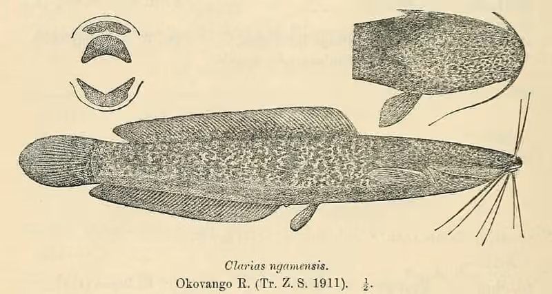Lembar ilustrasi dokumenter Clarias ngamensis dengan beberapa gambar dan detail.