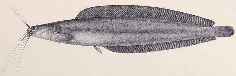 Ilustrasi dokumenter Clarias werneri.