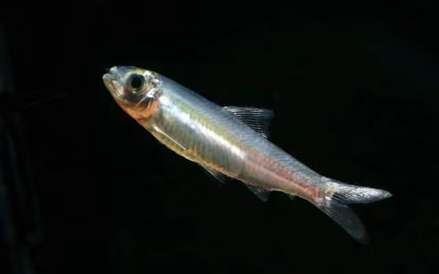 Dokumentasi Clupeichthys goniognathus