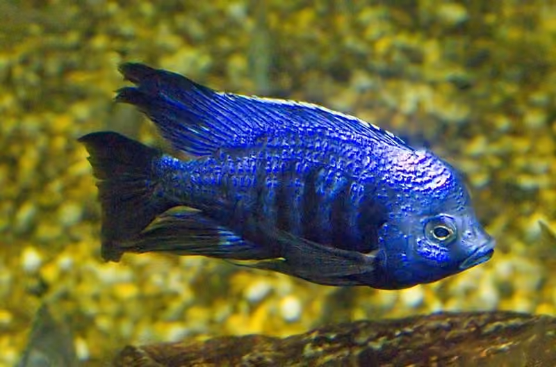 Dokumentasi Copadichromis azureus