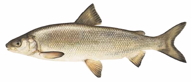 Ilustrasi dokumenter Coregonus clupeaformis.