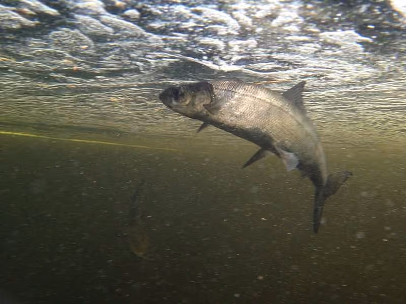 Dokumentasi Coregonus huntsmani