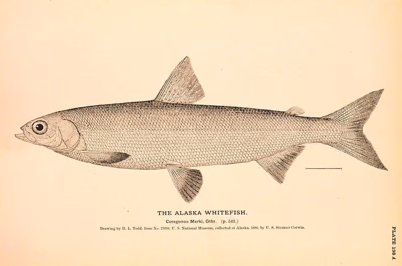 Ilustrasi dokumenter Coregonus nelsonii.