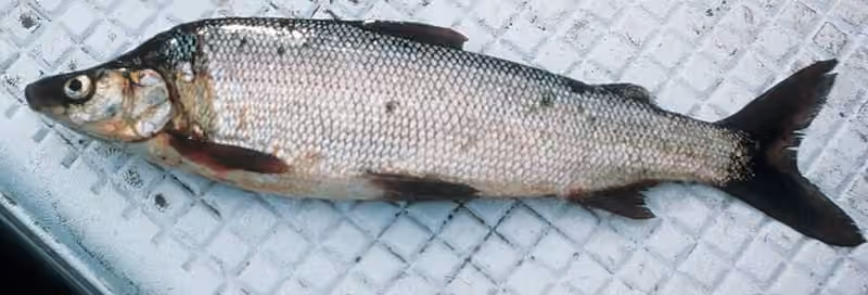 Dokumentasi Coregonus pidschian