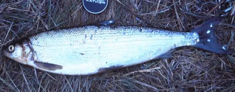 Dokumentasi Coregonus sardinella