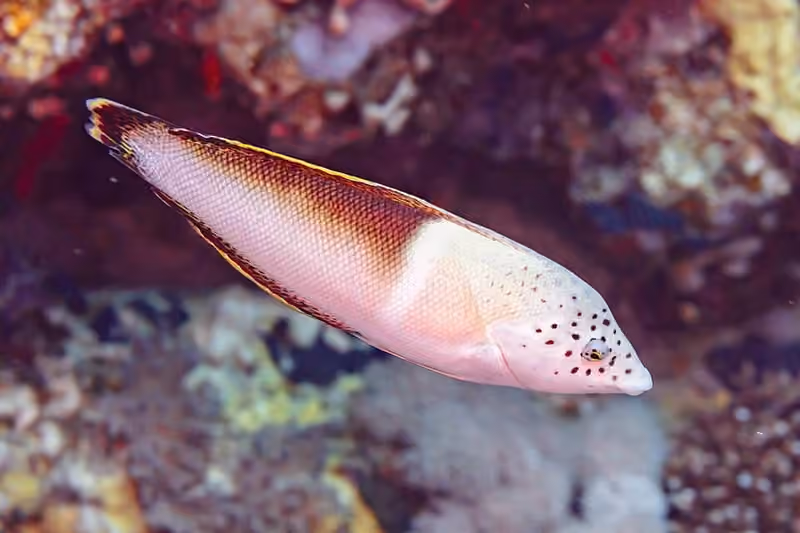 Dokumentasi Coris aygula