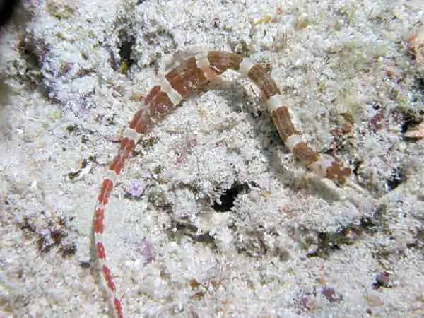 Dokumentasi Corythoichthys amplexus