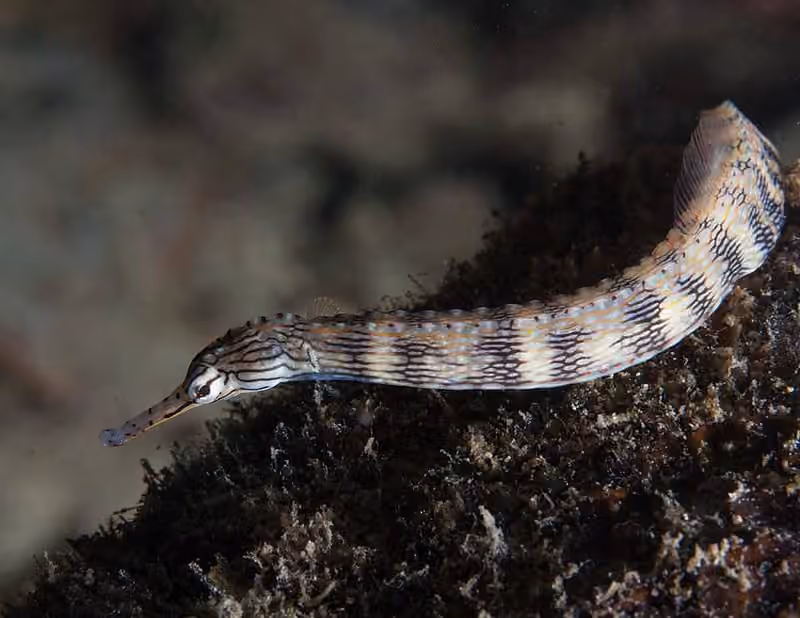 Dokumentasi Corythoichthys intestinalis
