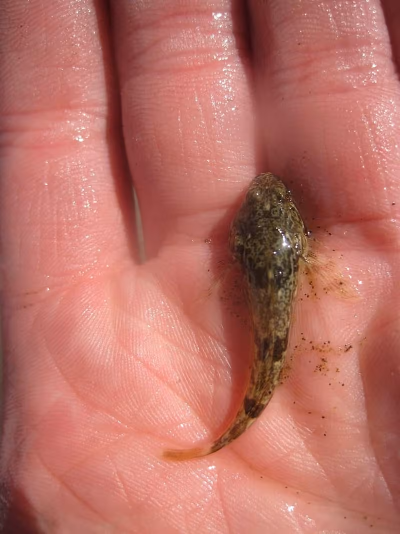 Dokumentasi Cottus aleuticus