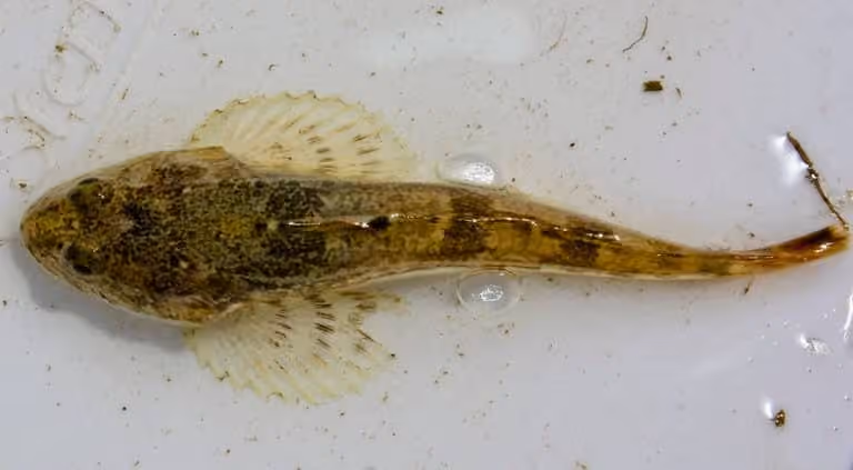 Dokumentasi Cottus asper