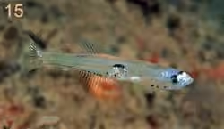 Dokumentasi Crystallogobius linearis
