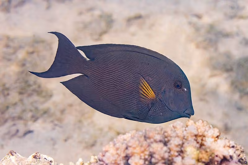 Dokumentasi Ctenochaetus striatus