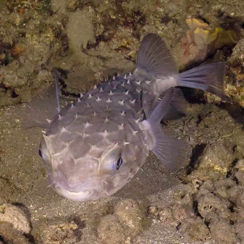 Dokumentasi Cyclichthys spilostylus