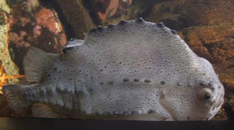 Dokumentasi Cyclopterus lumpus