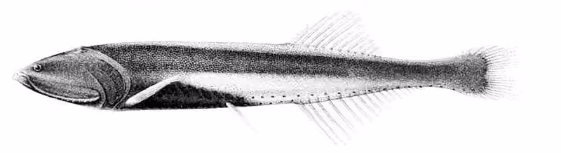 Ilustrasi dokumenter Cyclothone pallida.