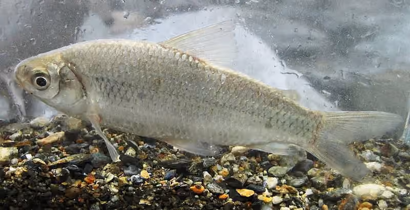 Dokumentasi Cyphocharax magdalenae