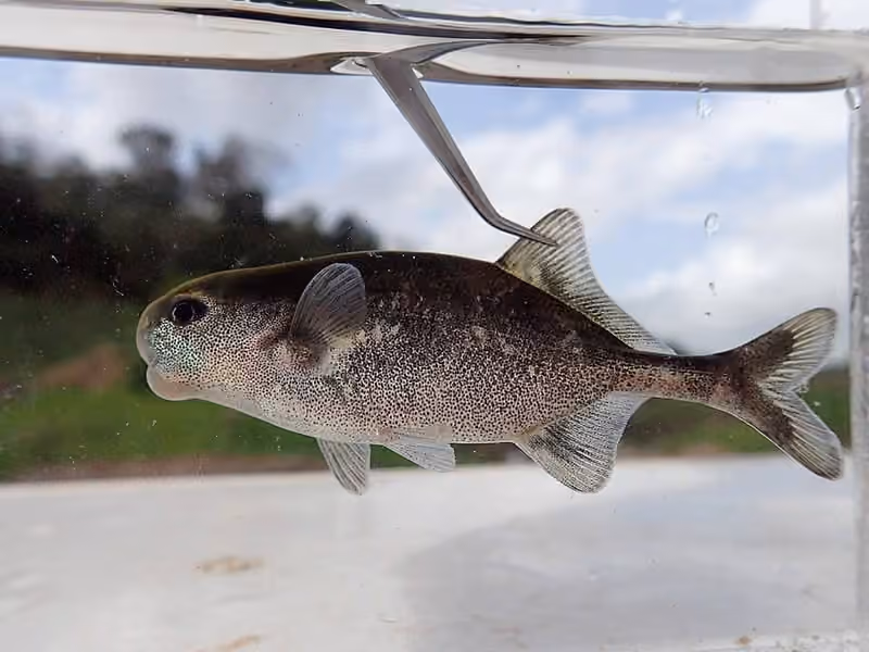 Dokumentasi Cyphomyrus discorhynchus