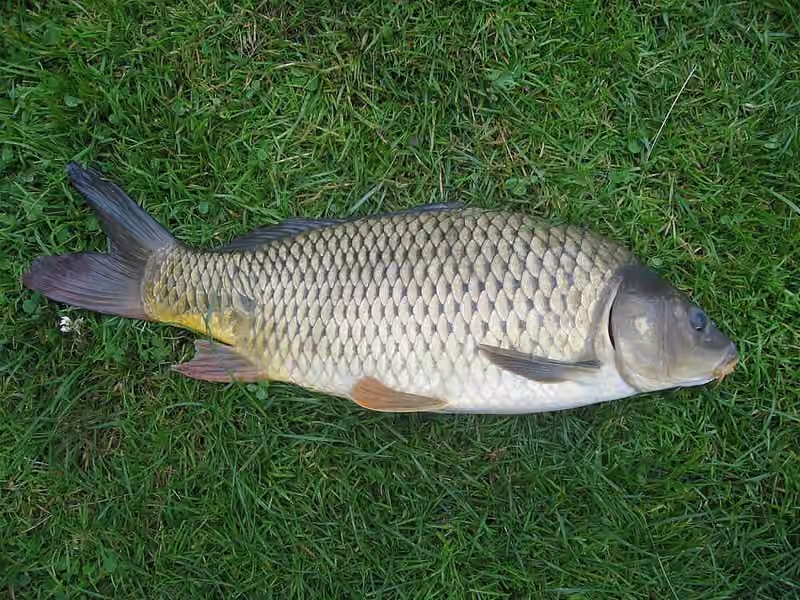 Dokumentasi Cyprinus carpio