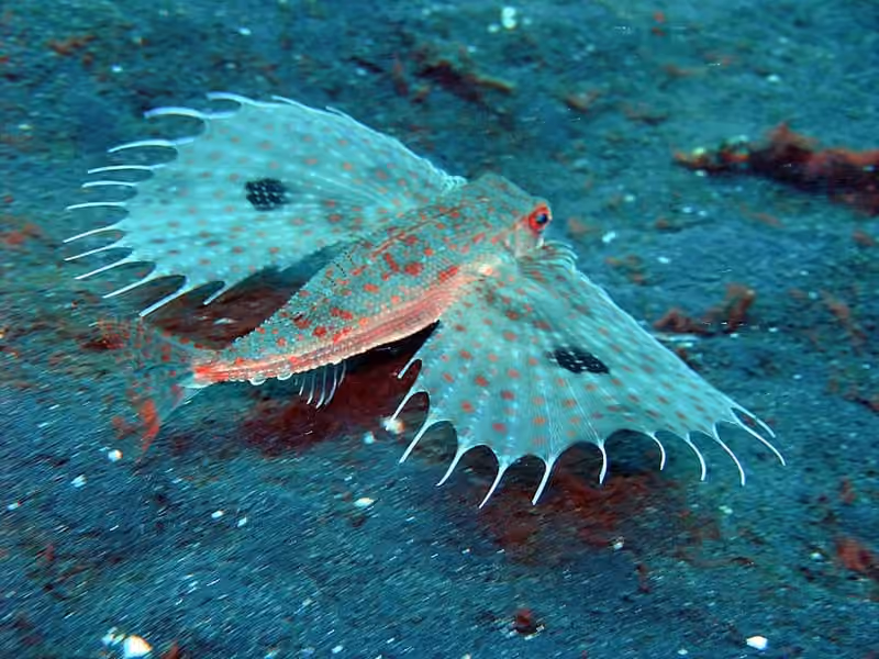 Dokumentasi Dactyloptena orientalis