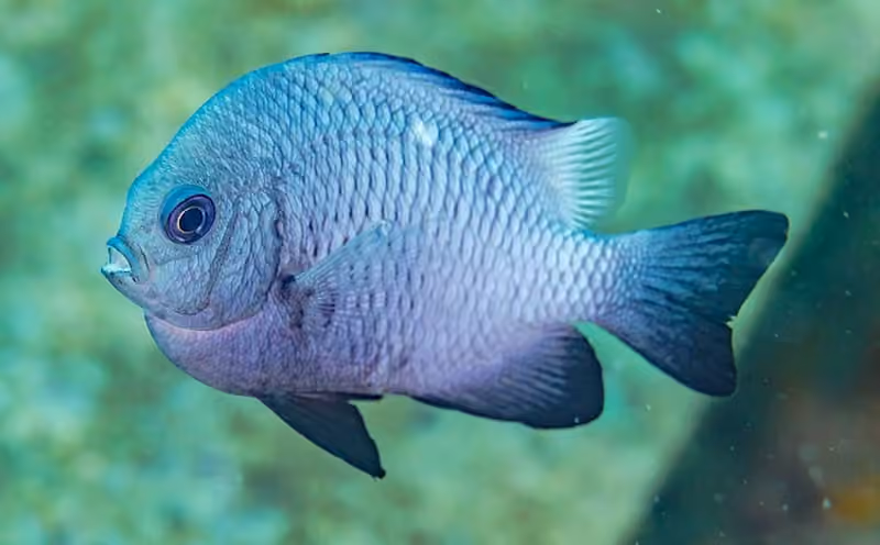 Dokumentasi Dascyllus trimaculatus