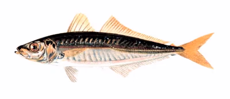 Ilustrasi dokumenter Decapterus punctatus.