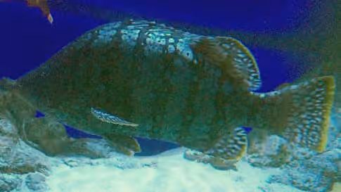 Dokumentasi Dermatolepis striolata