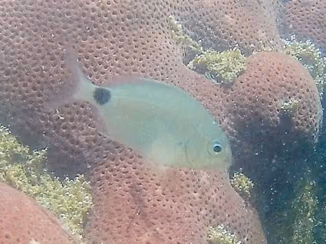 Dokumentasi Diplodus argenteus