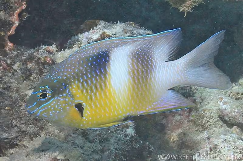 Dokumentasi Dischistodus prosopotaenia