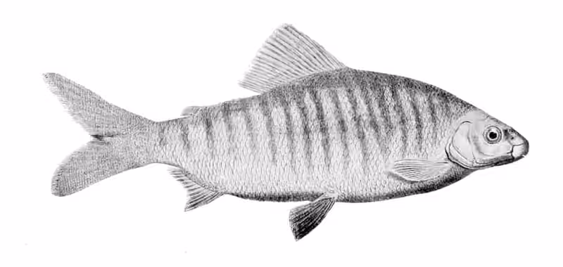 Ilustrasi dokumenter Distichodus fasciolatus.