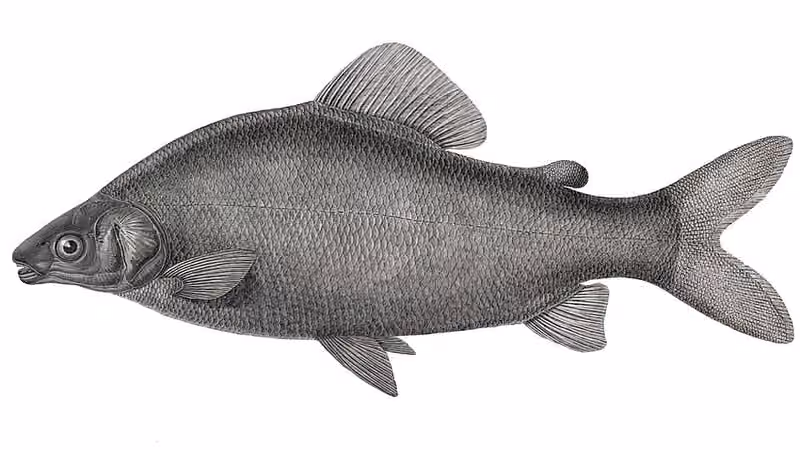 Ilustrasi dokumenter Distichodus nefasch.