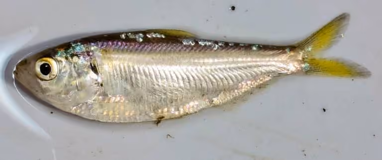 Dokumentasi Dorosoma petenense