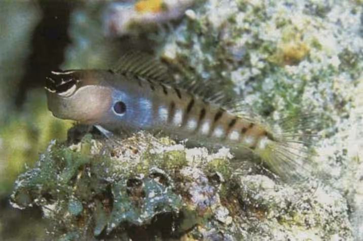 Dokumentasi Ecsenius alleni