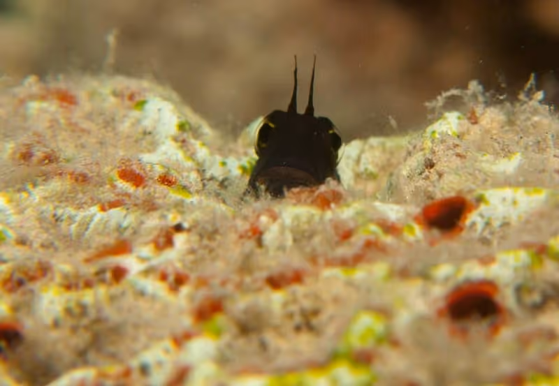 Dokumentasi Ecsenius frontalis
