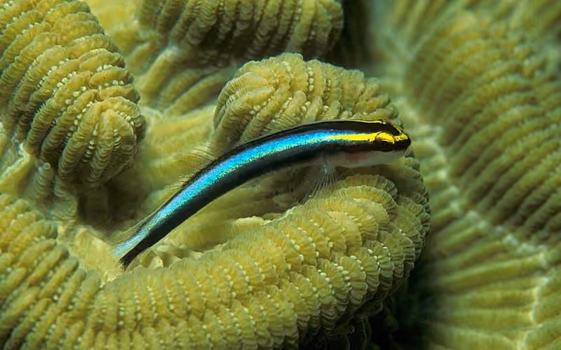 Dokumentasi Elacatinus evelynae