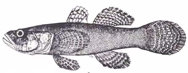 Ilustrasi dokumenter Eleotris fusca.