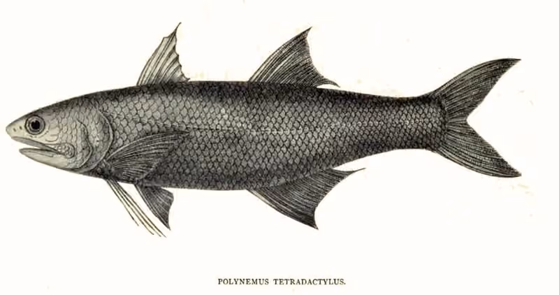 Ilustrasi dokumenter Eleutheronema tetradactylum.