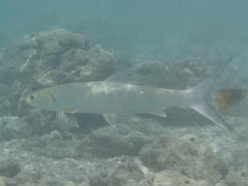 Dokumentasi Elops hawaiensis