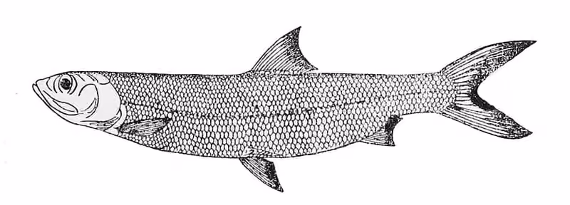Ilustrasi dokumenter Elops lacerta.